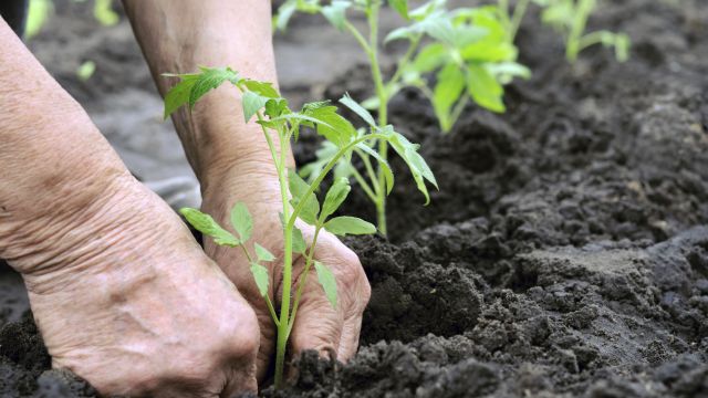 Immagine tratta da http://www.nonsprecare.it/lavori-orto-agosto-settembre