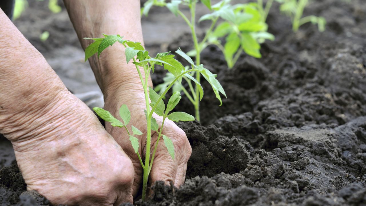 Immagine tratta da http://www.nonsprecare.it/lavori-orto-agosto-settembre